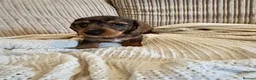 Miniature Dachshund dogs for sale: Miniature smooth hair x wire hair  - Advert 5