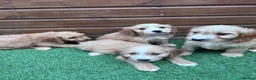 Cockapoo dogs for sale: Stunning Cockerpoo puppies - Advert 12