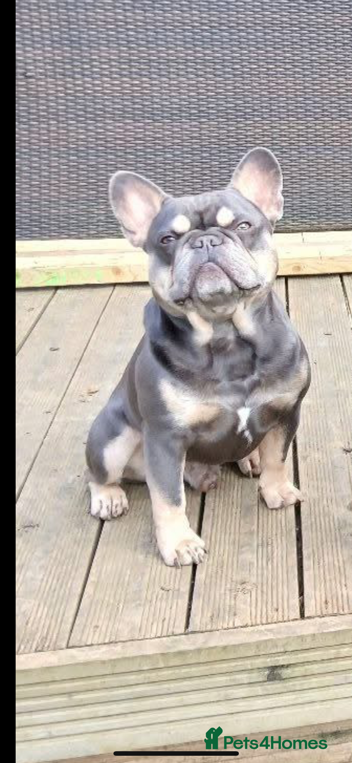 French Bulldog dogs Blue & Tan French bulldog stud 🩵 limited time off in Sudbury - Advert 12