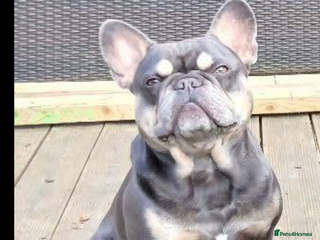 French Bulldog dogs Blue & Tan French bulldog stud 🩵 limited time off in Sudbury - Advert 7