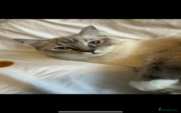 Ragdoll cats for sale: Beautiful 7 month Ragdoll - Image 7