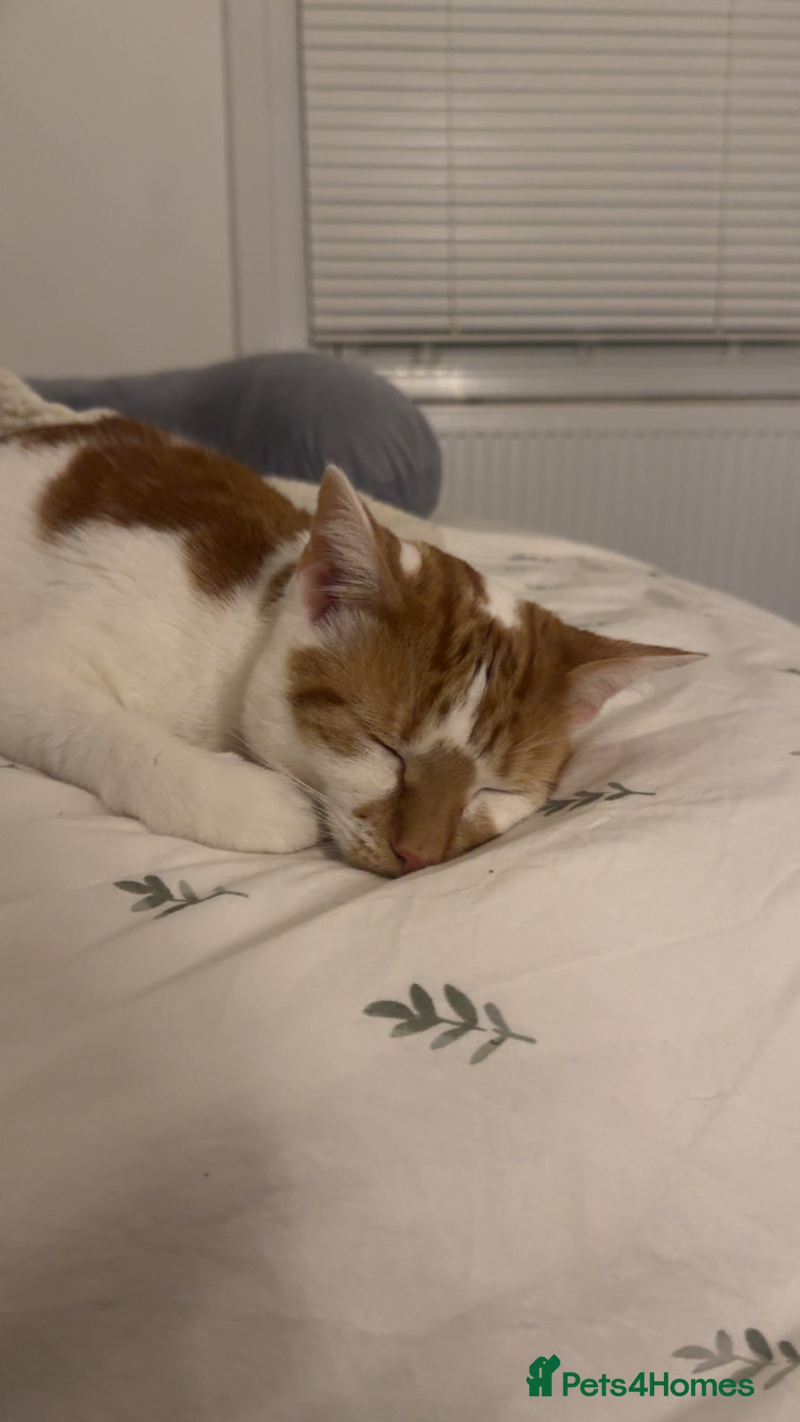 Mixed Breed cats White and ginger kitten 1yr - Advert 1