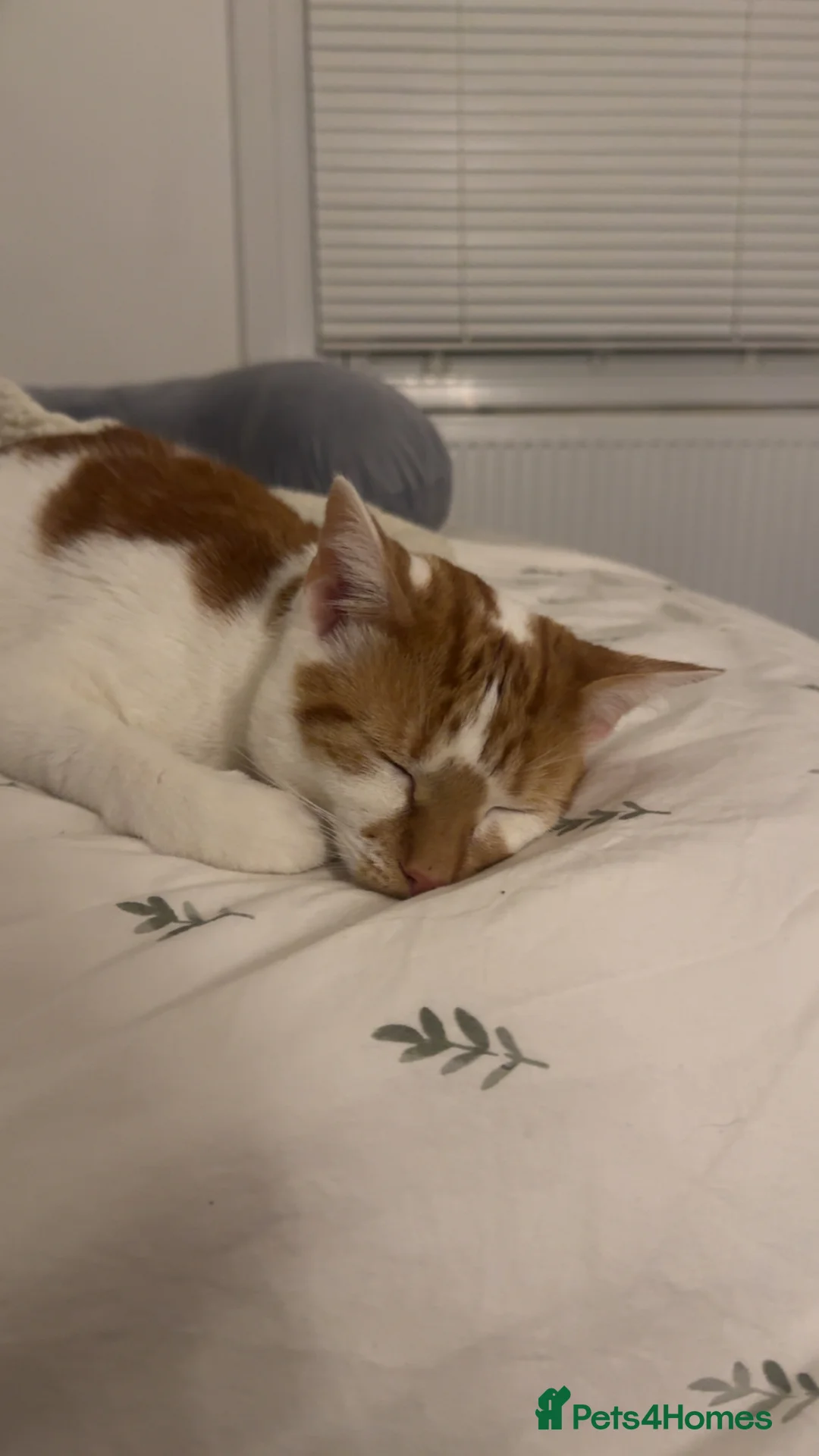 Mixed Breed cats for sale: White and ginger kitten 1yr - Advert 1