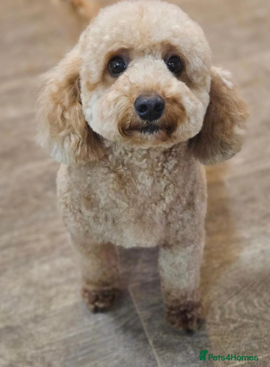 Poochon dogs for sale: Gorgeous Red Toy Poochon Pups fully health tested - Image 16