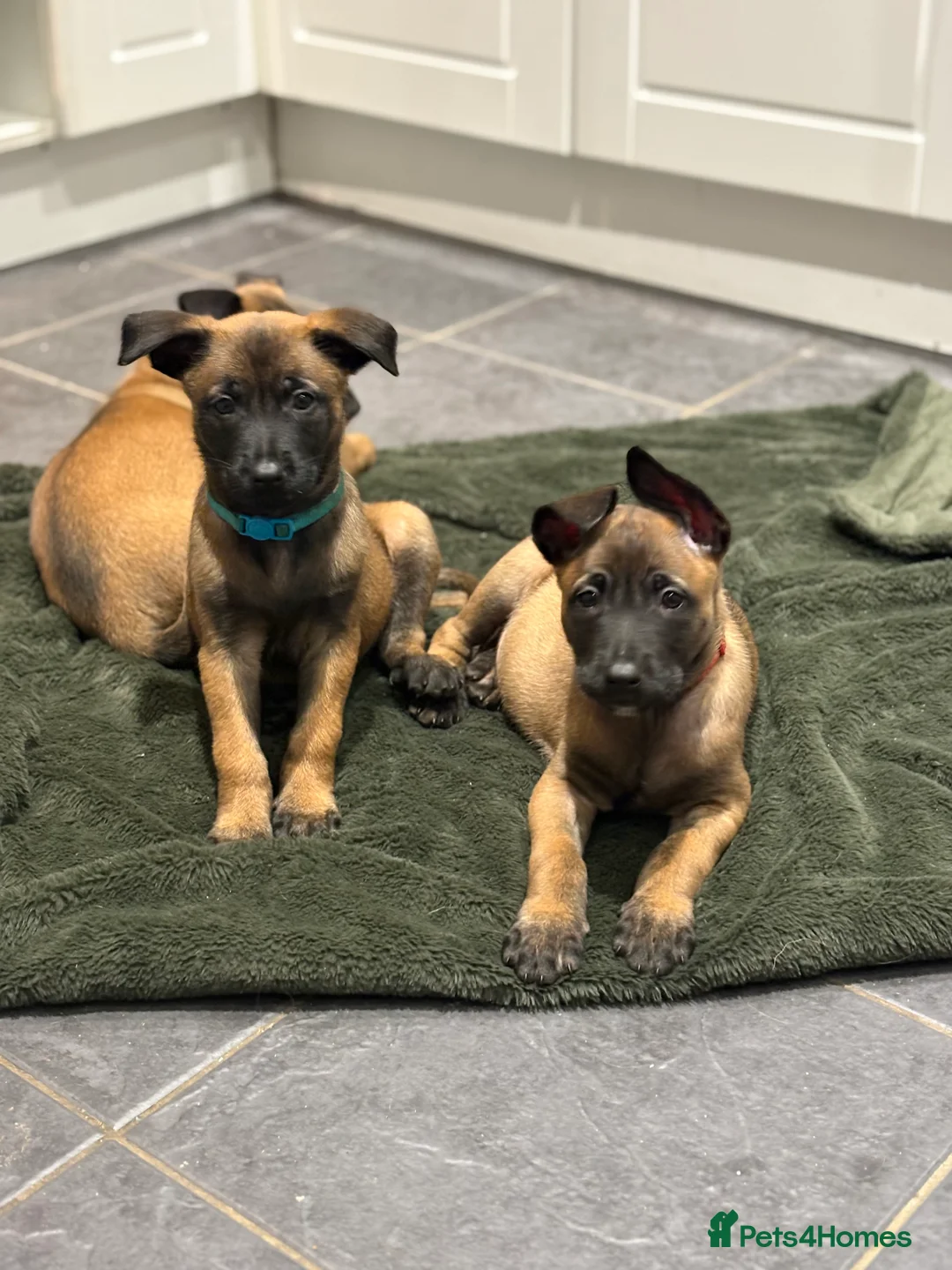 Belgian Shepherd Dog dogs for sale: Belgian Malinois Puppies - Advert 2