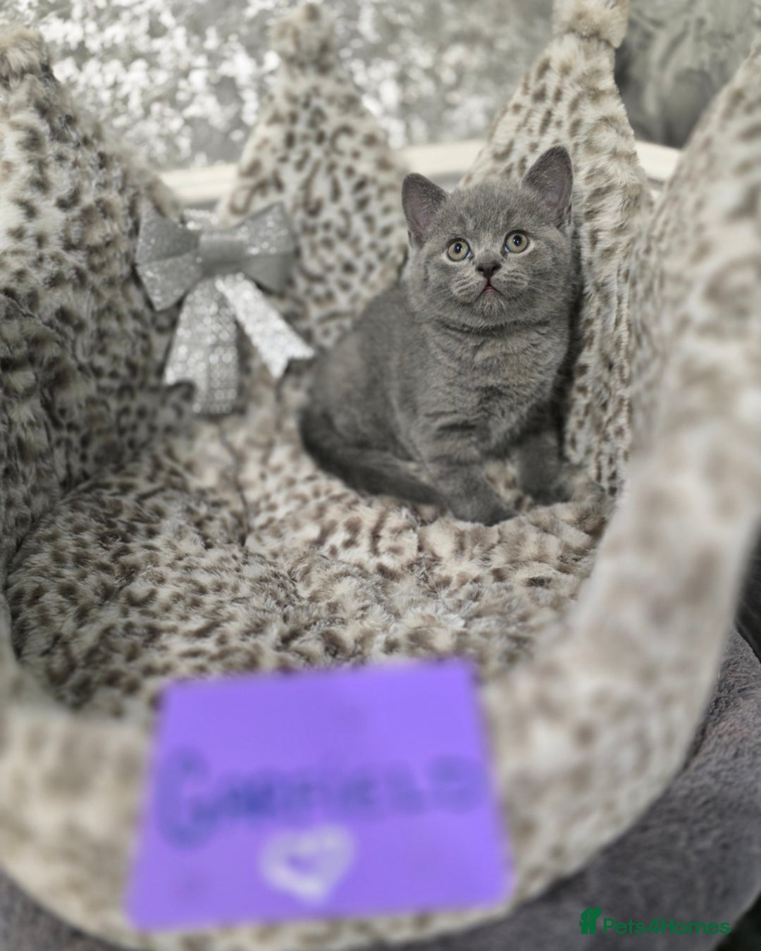British Shorthair cats for sale: 🩷💜Beautiful British shorthair kittens 💜🩷 - Advert 21