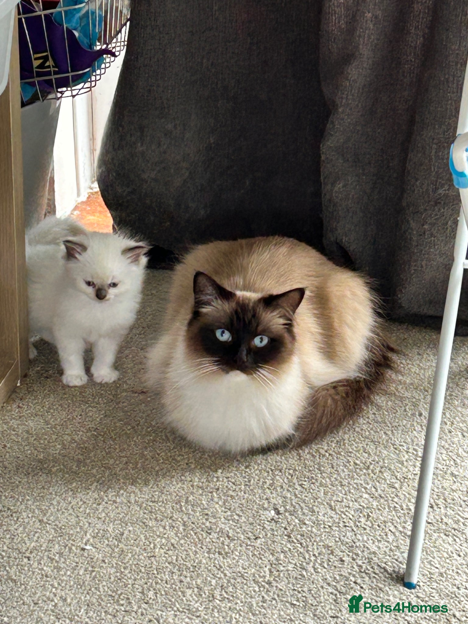 Ragdoll cats Ragdoll kittens - Advert 1