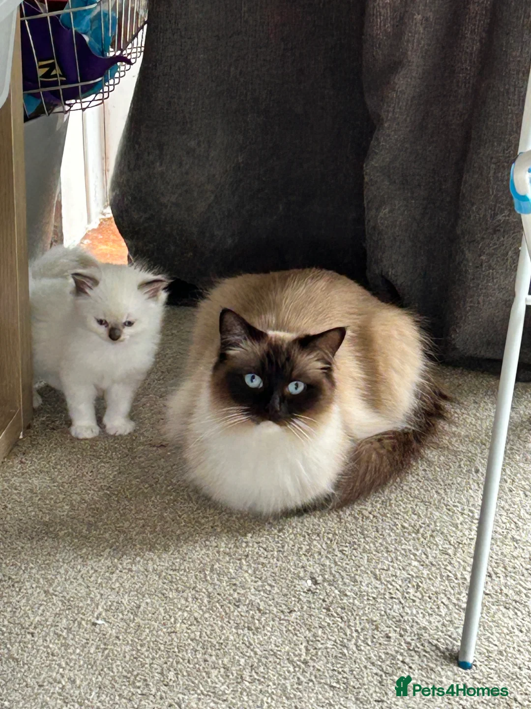 Ragdoll cats for sale: Ragdoll kittens in Bridport - Advert 1