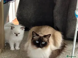 Ragdoll cats Ragdoll kittens - Advert 1