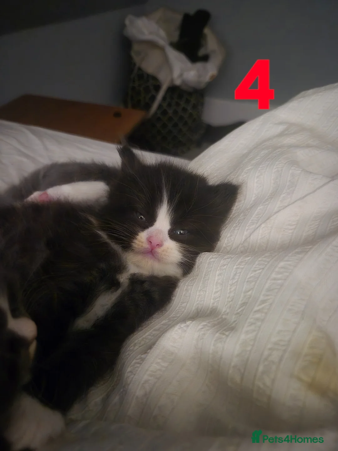 Mixed Breed cats for sale: 3/4 British longhair/shorthair  in Lowestoft - Advert 16