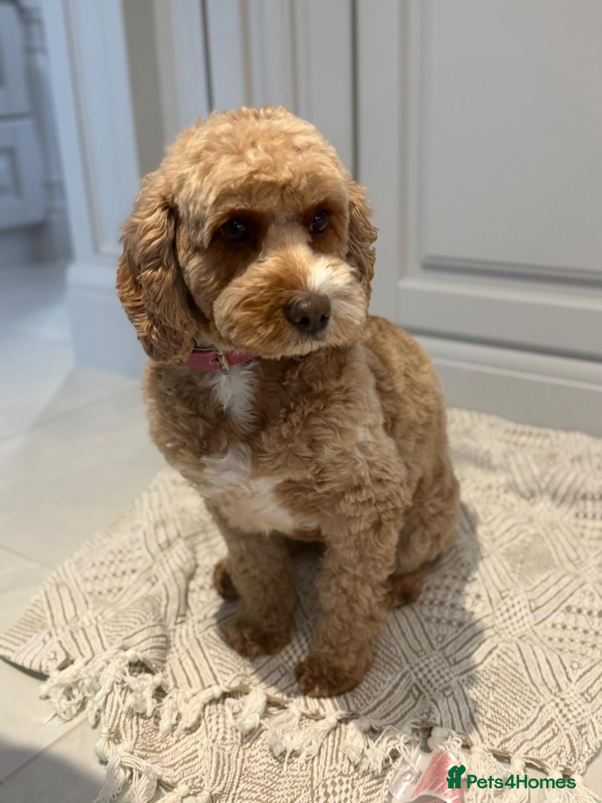 Cavapoo dogs 2 Cavapoo sisters - Advert 1