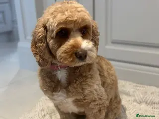 Cavapoo dogs 2 Cavapoo sisters - Advert 1