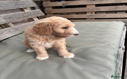 Labradoodle dogs for sale: F1B Labradoodles: available from Aug 2nd. in Uxbridge - Image 31
