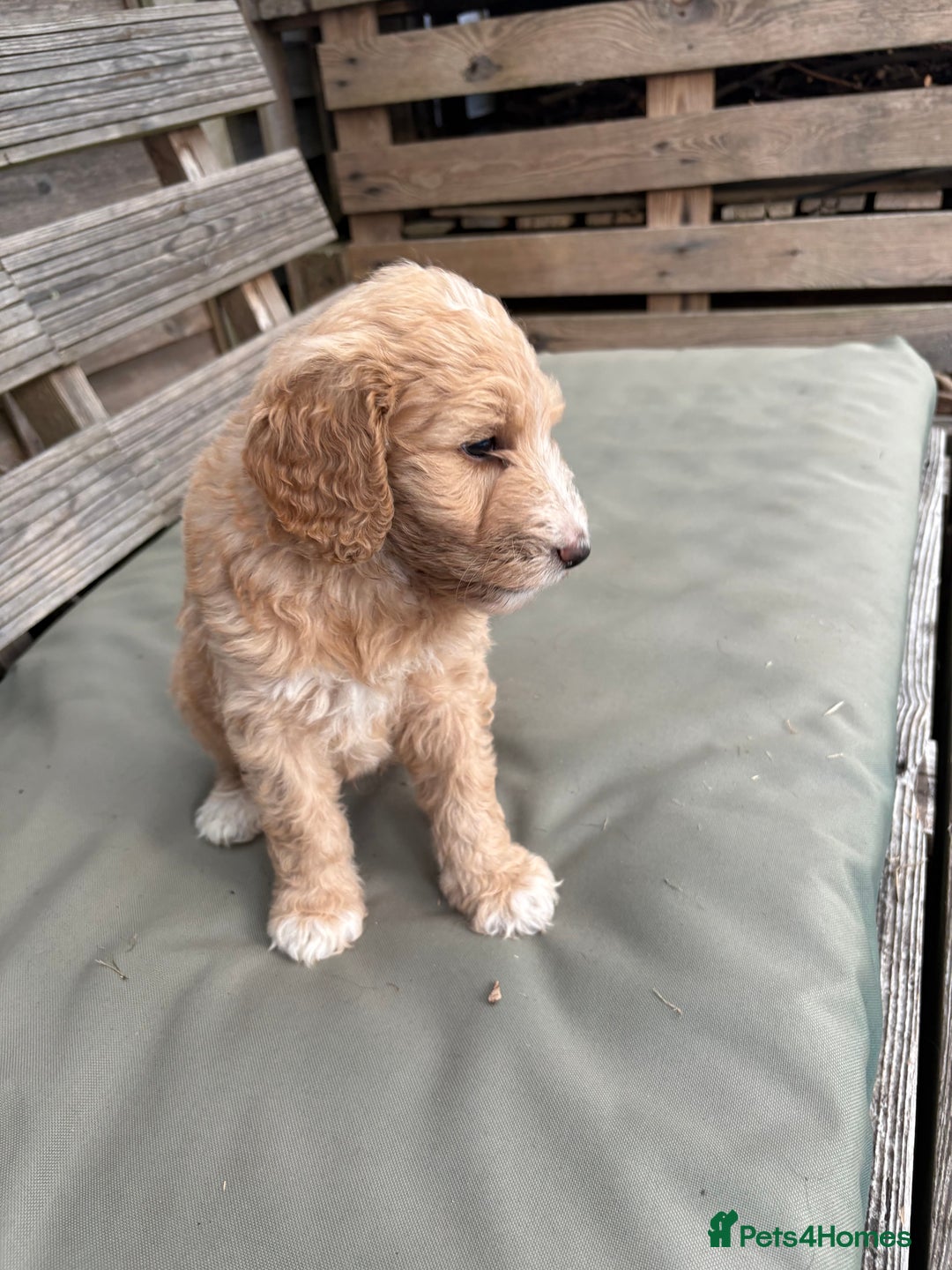 Labradoodle dogs for sale: F1B Labradoodles: available from Aug 2nd. in Uxbridge - Image 31
