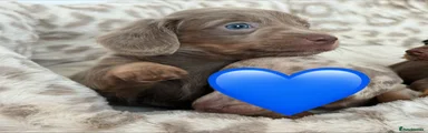 Dachshund 1