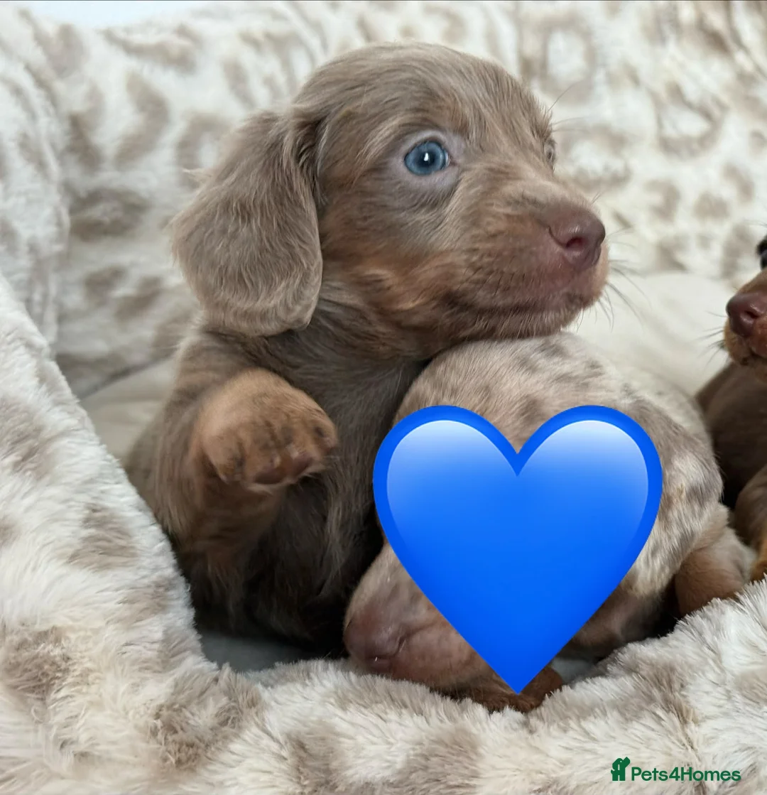 Dachshund dogs for sale: Beautiful dachshund puppies  - Advert 17