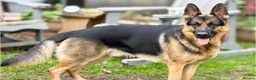 German Shepherd dogs for sale: Chico - Advert 4