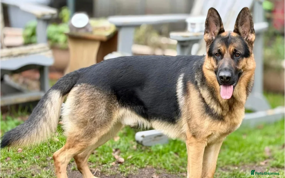 German Shepherd dogs for sale: Chico - Advert 4
