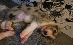 Border Collie dogs for sale: Unique blue merle border collie puppies - Image 18