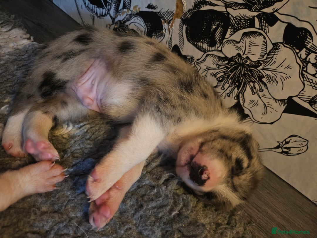 Border Collie dogs for sale: Unique blue merle border collie puppies - Image 18