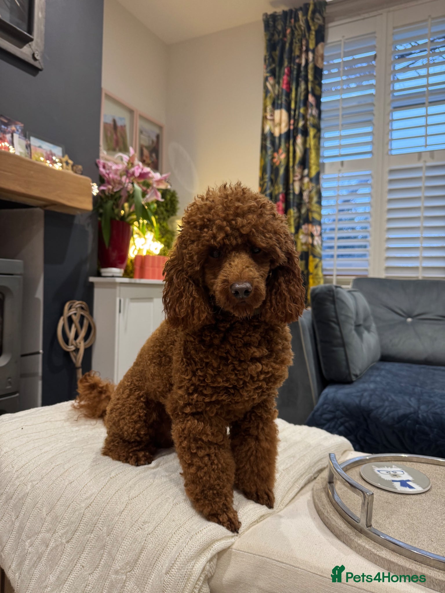 Miniature Poodle dogs William of Worcestershire non-fading poodle - Advert 2