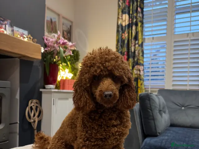 Miniature Poodle dogs for stud: William of Worcestershire non-fading poodle - Advert 2