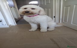 Labradoodle dogs for sale: Multigenrational labradoodle  - Image 16