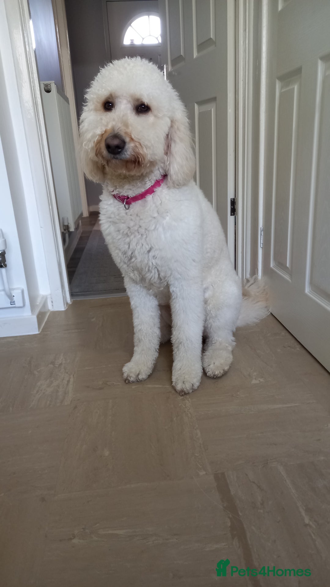 Labradoodle dogs for sale: Multigenrational labradoodle  - Image 16