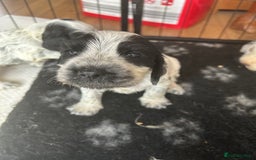 Cocker Spaniel dogs for sale: Cocker Spaniel Pups – From Lindridge Line  - Image 22