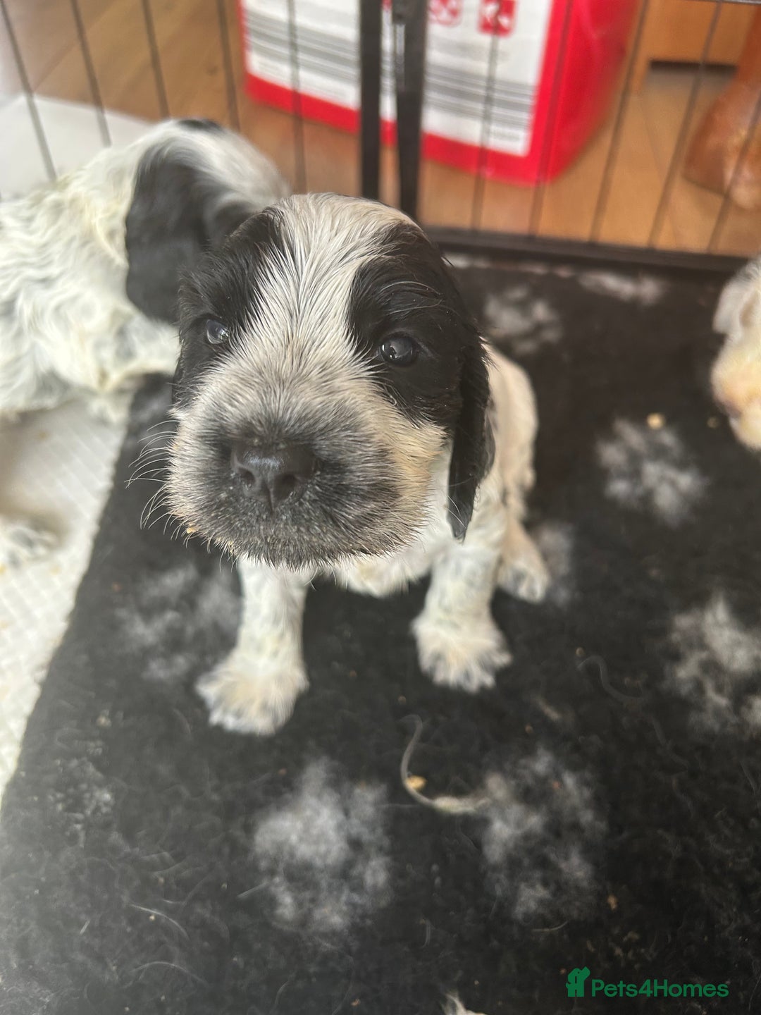 Cocker Spaniel dogs for sale: Cocker Spaniel Pups – From Lindridge Line  - Image 22