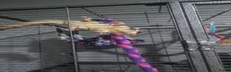 Sugar Glider rodents for sale: 3 bonded sugar gliders in Boston - Advert 4
