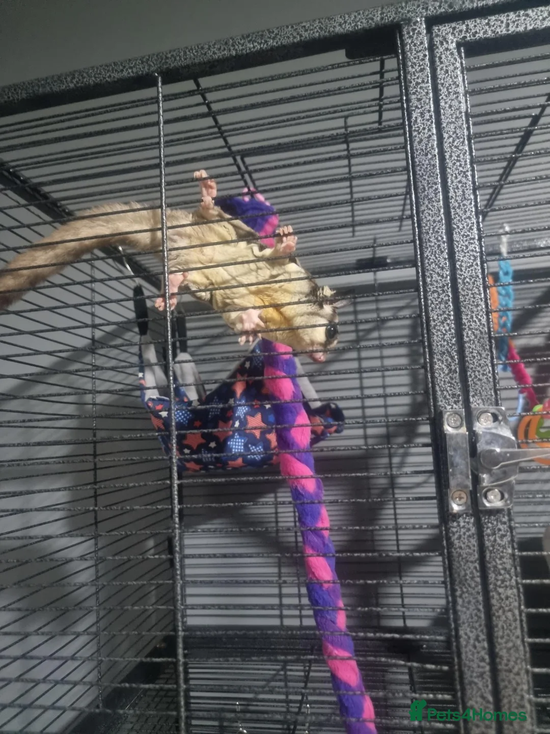 Sugar Glider rodents for sale: 3 bonded sugar gliders in Boston - Advert 4