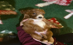 Irish Doodle dogs for sale: Irish red and white doodle puppies  - Image 16