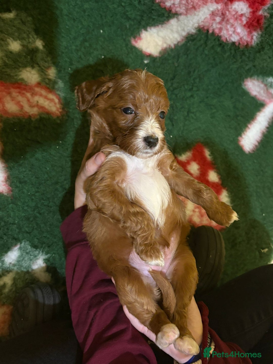 Irish Doodle dogs for sale: Irish red and white doodle puppies  - Image 16