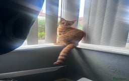 Mixed Breed cats for sale: Ginger Boy - Image 1