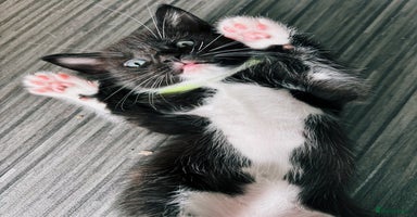 Ragdoll cats - Advert 5