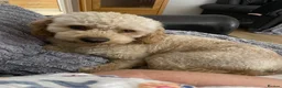Cockapoo dogs for stud: Monty  in Liverpool - Advert 3