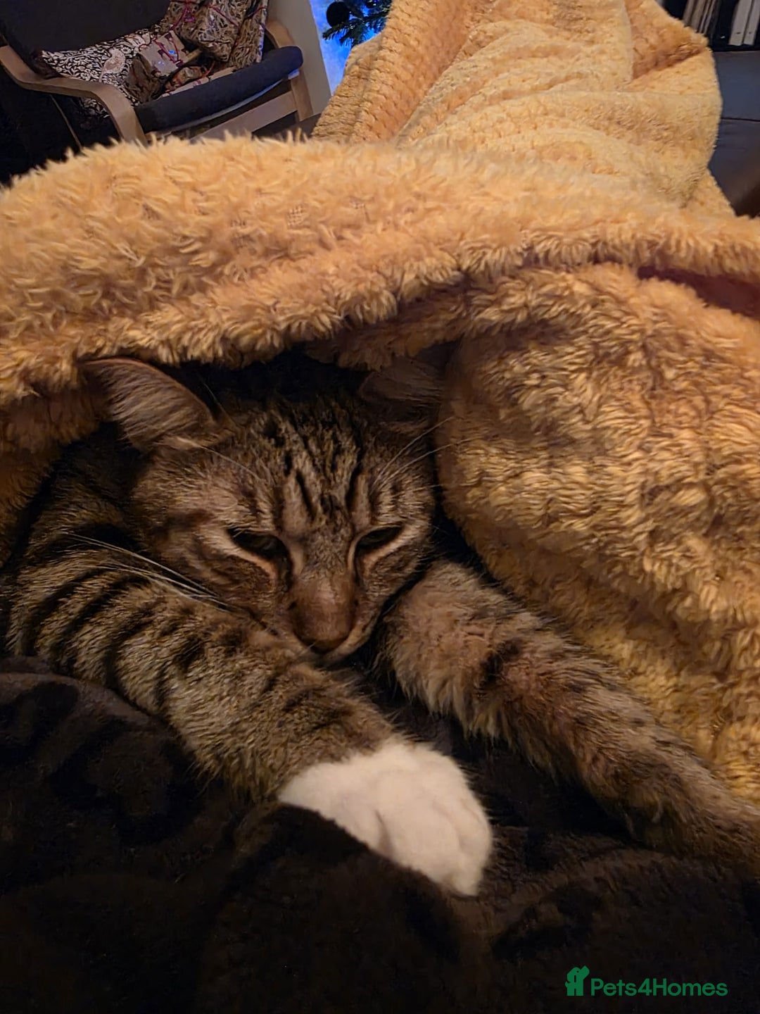 Mixed Breed cats for adoption: [Indoors Only] Cardini: Absolute Playful Cuddlebug - Advert 6