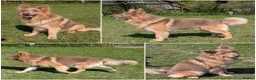 German Shepherd dogs for sale: KC health tested german shepherd puppies - Advert 2