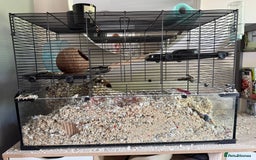 Gerbil rodents for sale: 4 males gerbils and set up  - Image 10