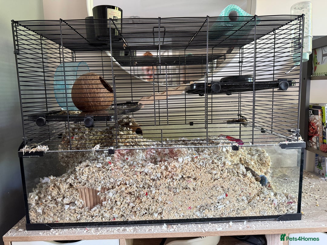Gerbil rodents for sale: 4 males gerbils and set up  - Image 10