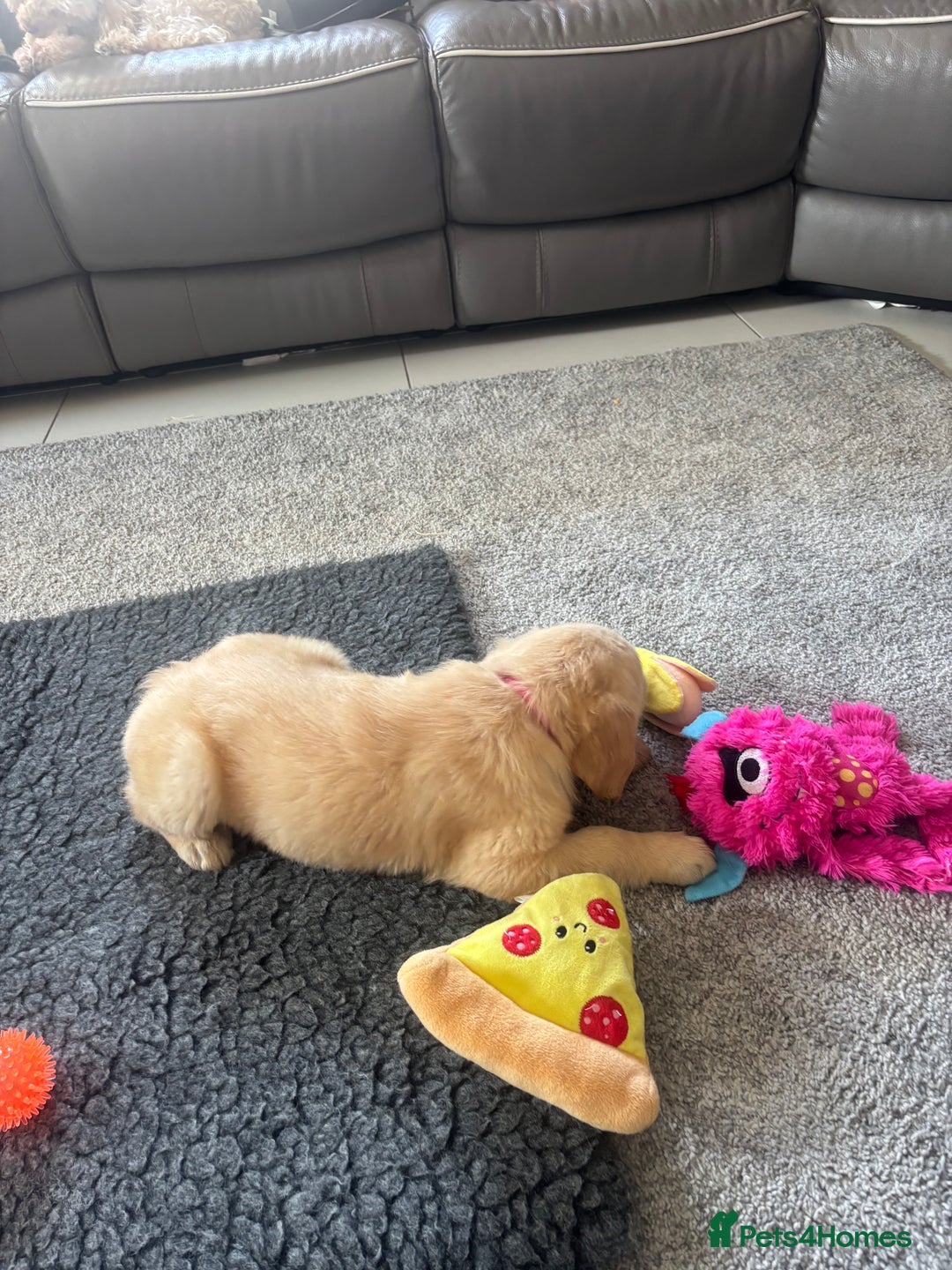 Golden Retriever dogs for sale: Beautiful Golden Retriever puppies - Image 5