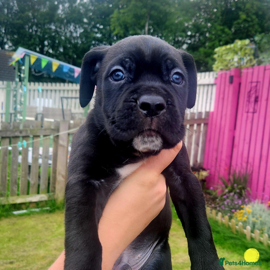 Cane Corso dogs for sale: 💜 gorgeous cane corsos puppies 💜ready in 3 weeks - Image 10