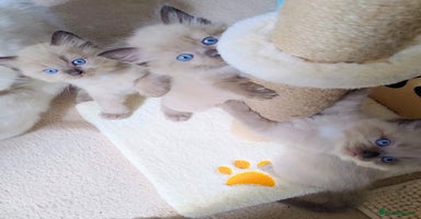 Ragdoll cats - Advert 10