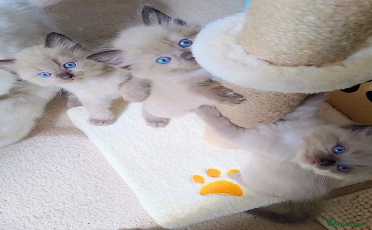 Ragdoll cats - Advert 1