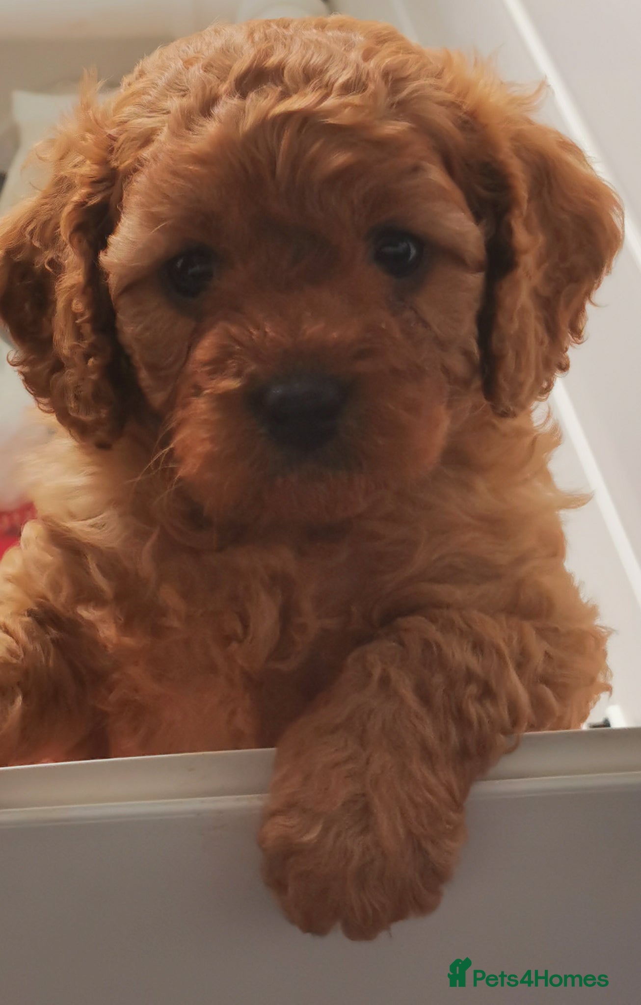 Cavapoo dogs EXTENSIVELY HEALTH TESTED F1B CAVAPOO PUPPIES  - Advert 1