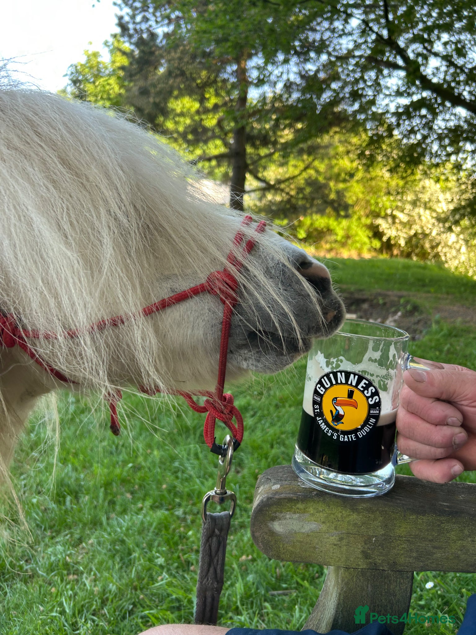 Miniature horses for sale: Miniature Shetland - Friendly & Full of Potential - Advert 5