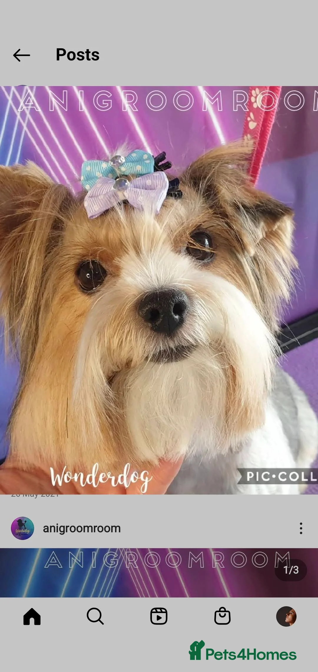 Yorkshire Terrier dogs for sale: Beautiful Biewer Yorkshire terrier boy - Advert 2