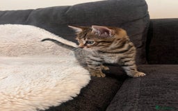 Bengal cats for sale: Female bengal kittens for sale  - Image 6