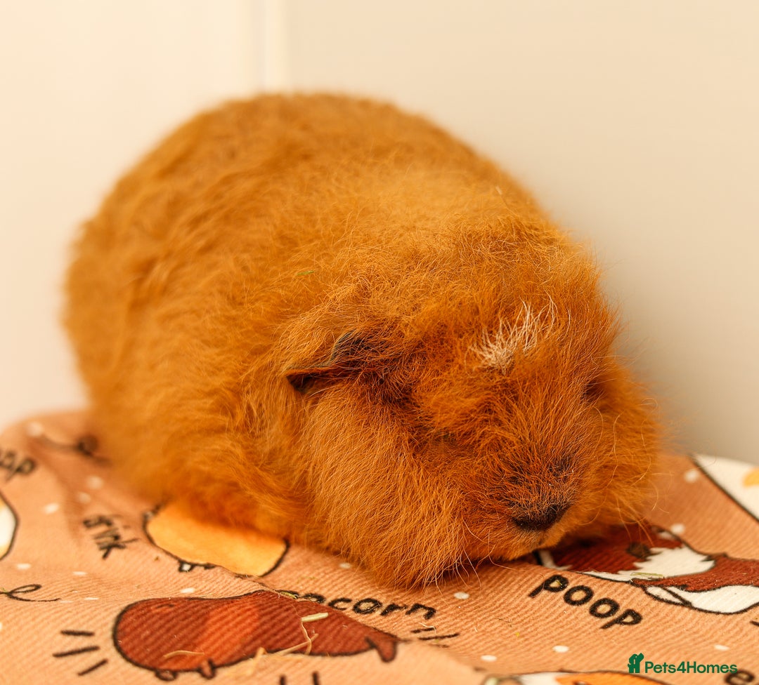 Guinea Pig rodents for sale: Male Swiss Guinea Pigs For Sale - Image 5